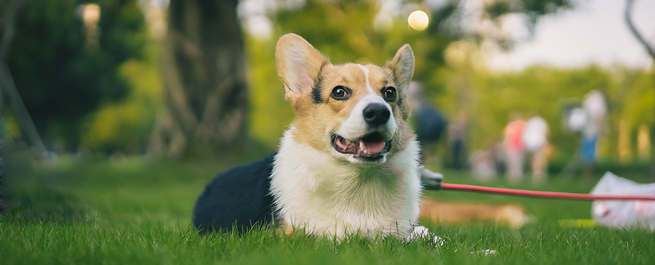 你的狗喜欢其他的狗吗？