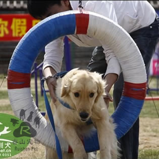 卫衣面料连衣裙