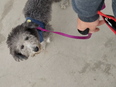 外出随行松绳散步