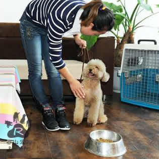 狗狗如何正确使用厕所