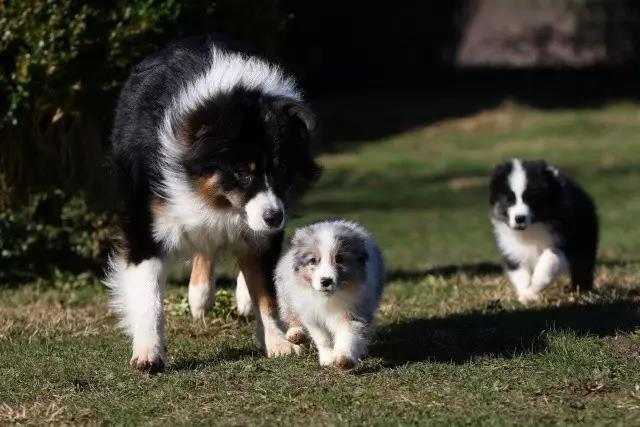 害怕怎么了，丢人吗？| 还是关于社会化，恐惧期